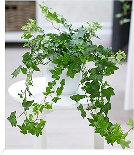 BALDUR Garten Efeu, 1 Pflanze, Luftreinigende Zimmerpflanze, unterstützt das Raumklima, Hängepf…