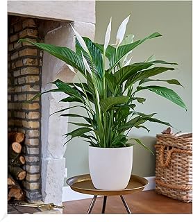 BALDUR Garten Spathiphyllum | Einblatt|im 55-65 cm hoch, 1 Pflanze, Luftreinigende Zimmerpflanze,…