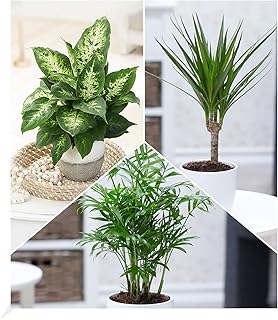 BALDUR Garten | 3er-Mix Luftreinigende Zimmerpflanzen ‚Fresh Air‘ | Dieffenbachie, Dracena Drache…