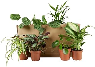 Bloomique – 6er Set – Pflanzenüberraschung – Grüne Pflanzenmischung – Zimmerpflanzen – Pflegele…